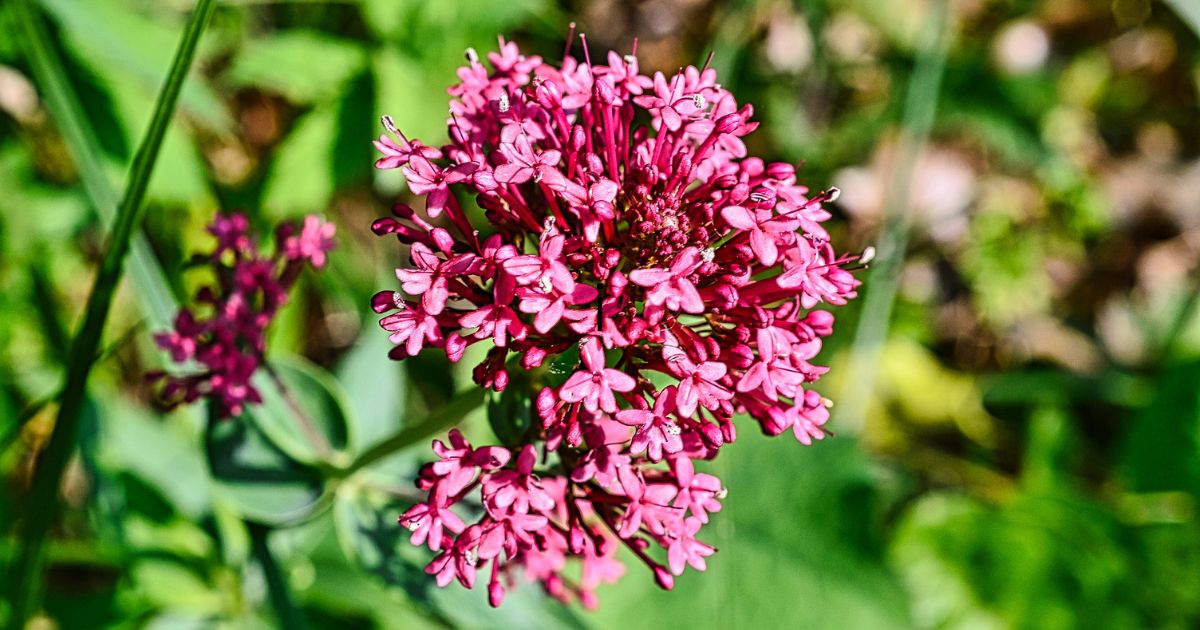 valeriana