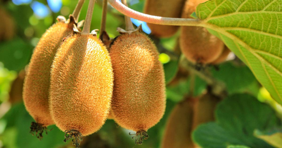 Export agroalimentare, i kiwi italiani