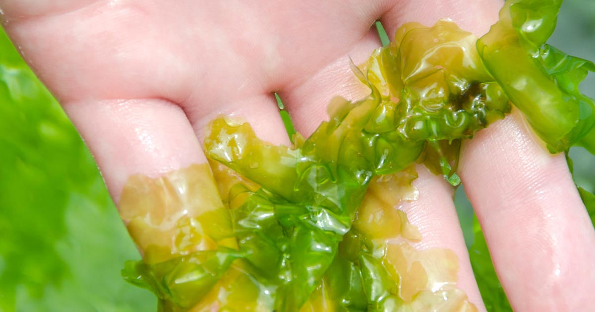 Biopolimeri dalle alghe, la bio-plastica che non ha bisogno di acqua dolce